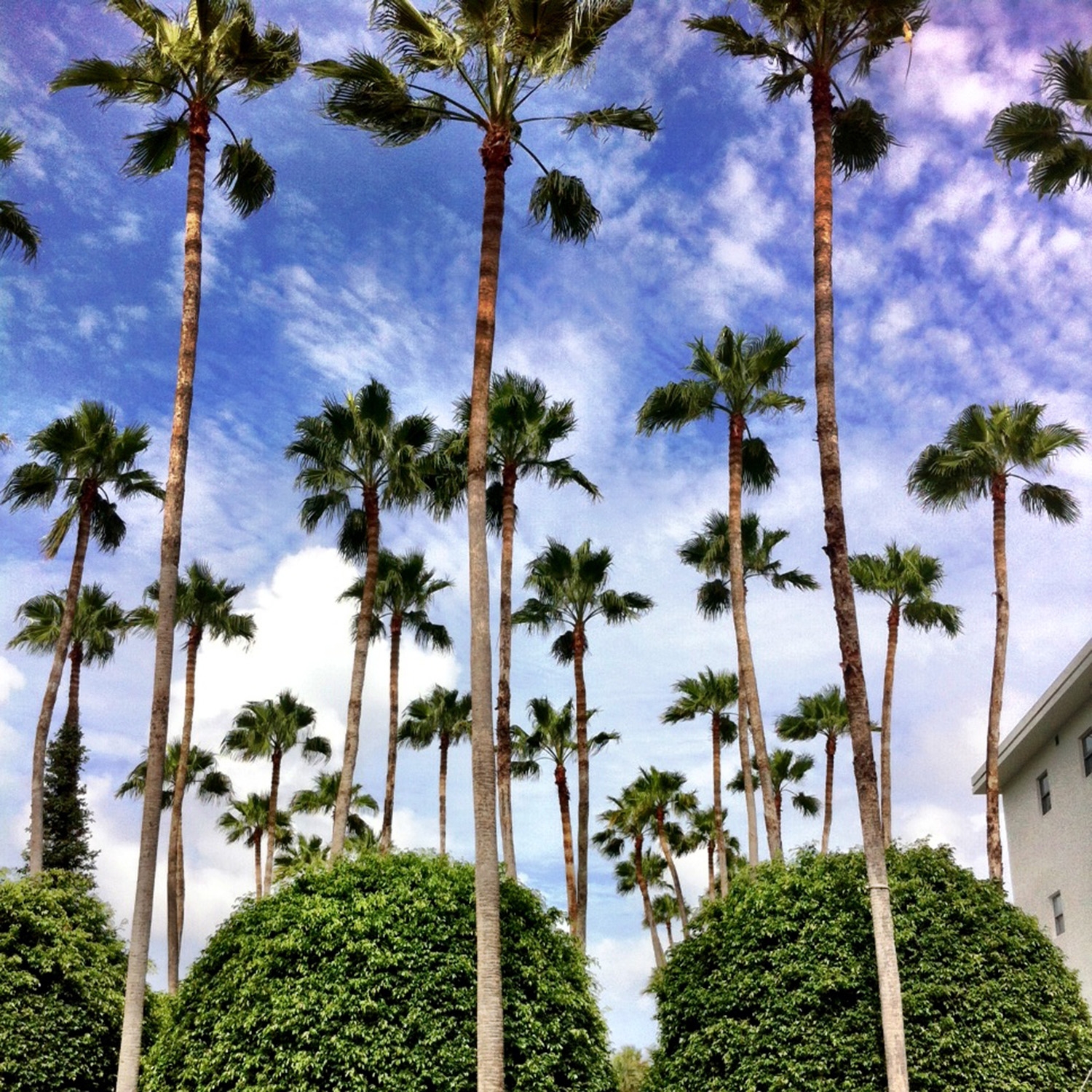 Looking up at the tall skinny palms and cloudy sky at The Delano 