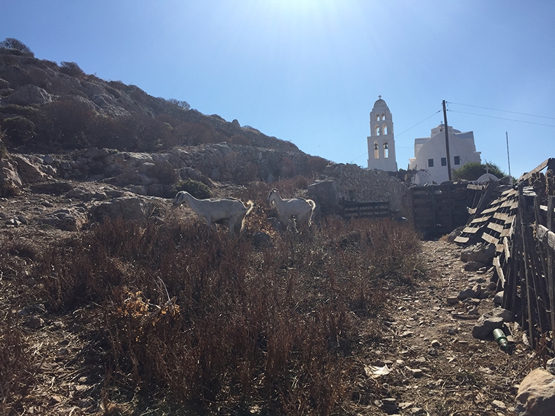 Two goats grazing on a hill in front of the white Church of Panagia  
