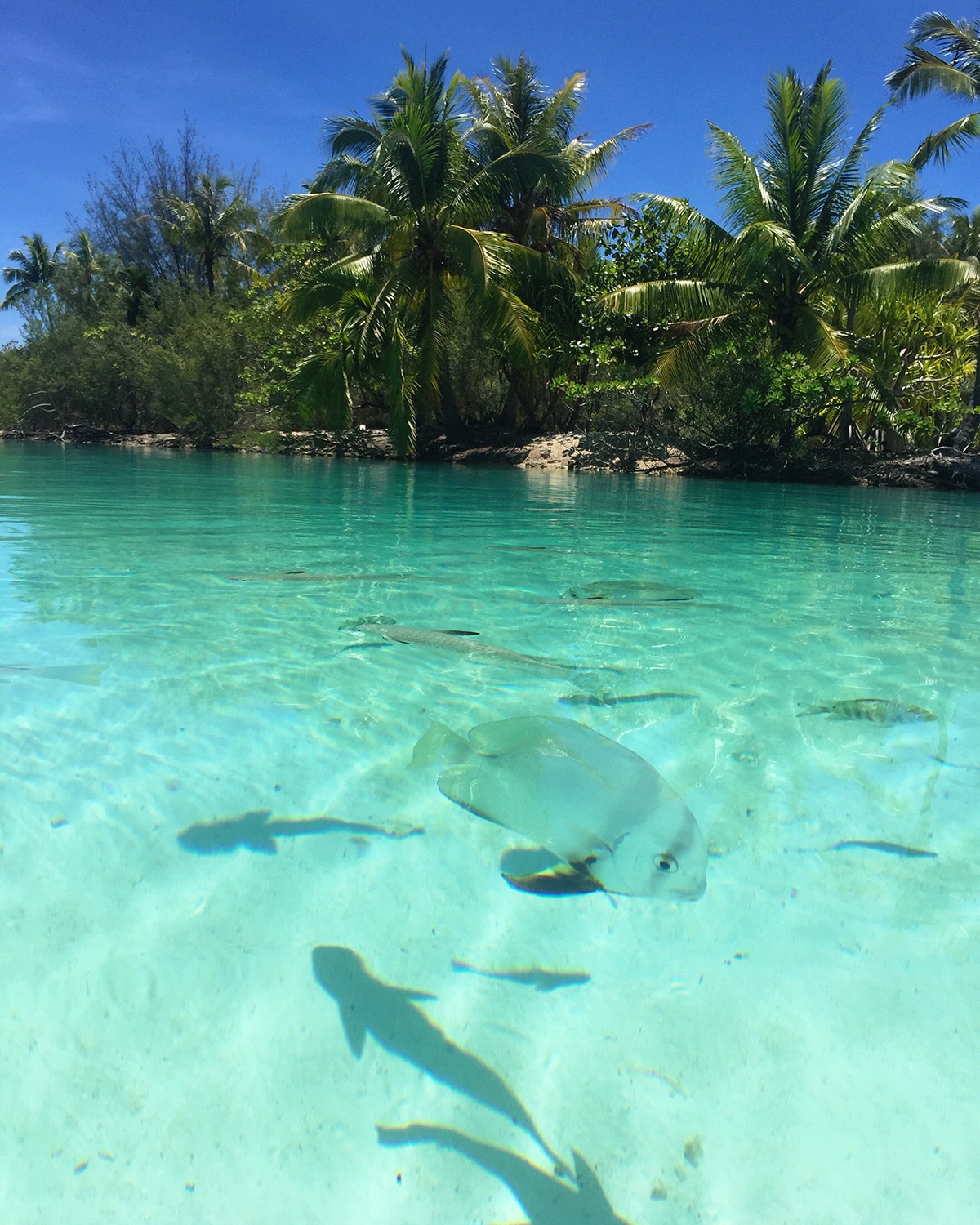 Sharks and fish swimming in the clear sea water by the shore 