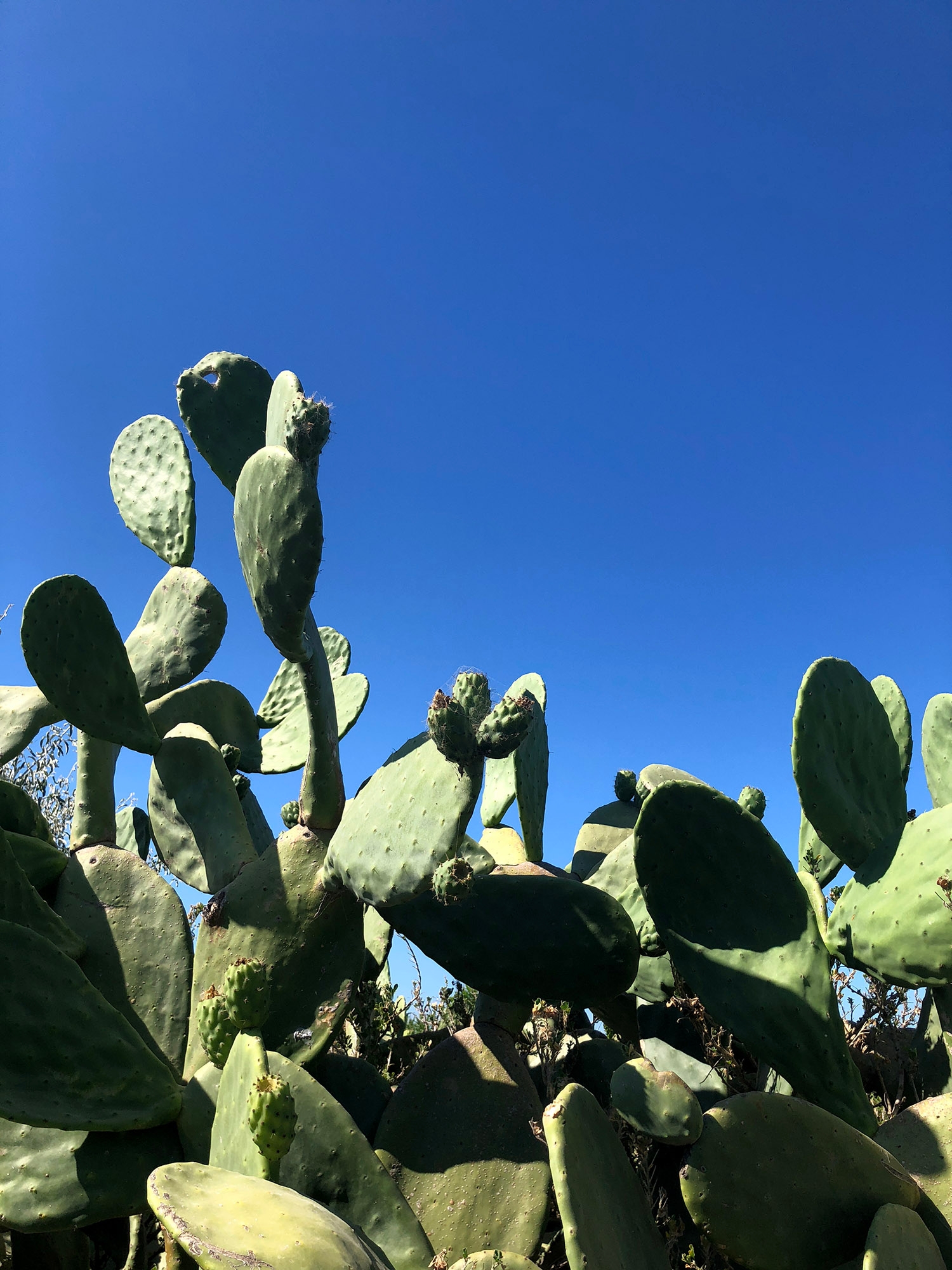 Cactus leaves and the clear blue sky